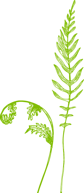Fern